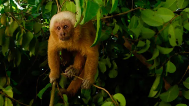 Deputado Chió denuncia impactos ambientais e risco de extinção de macacos-pregos em obra da Ponte do Futuro